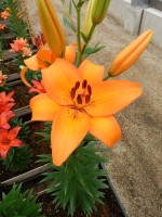 [5022 Benfica No02.JPG]